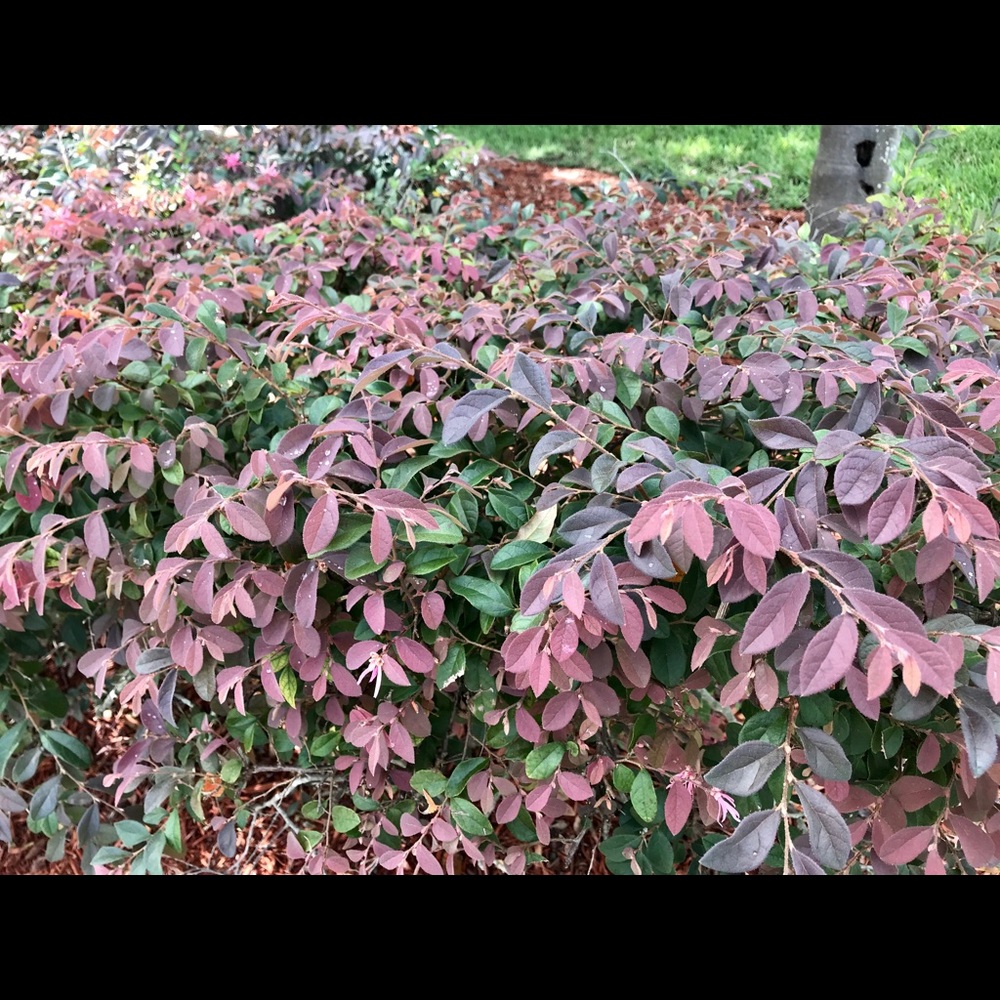 Meet your Posher, Ally